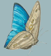 Morpho Coaching Hamburg