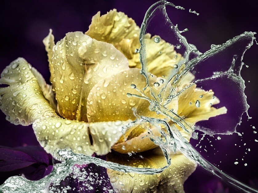Emotional sein - Blüte mit Wasserschmetterling